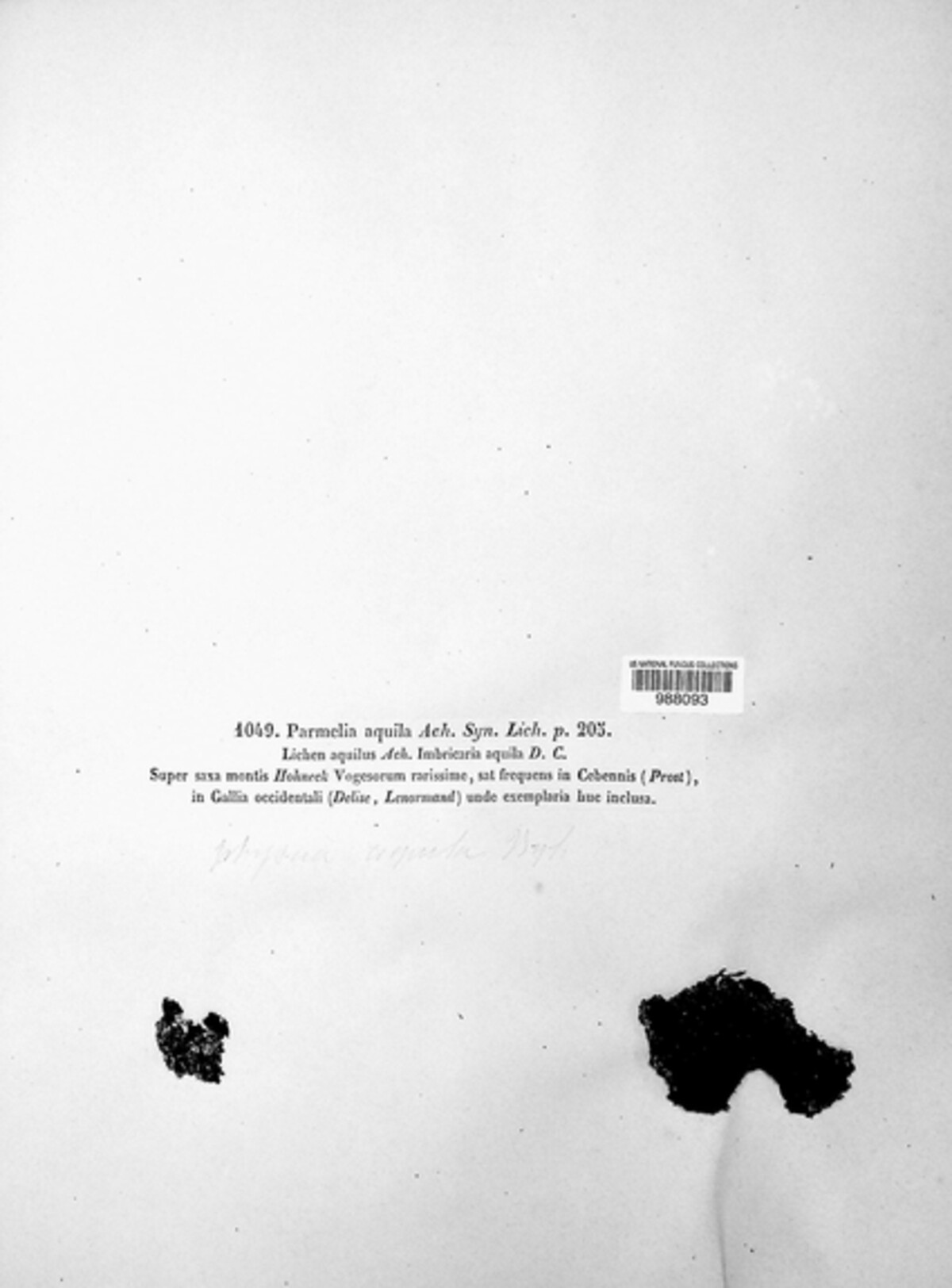 Kurokawia runcinata image